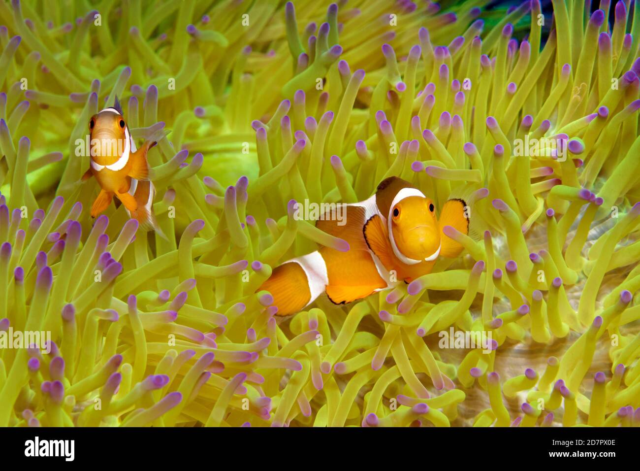 Fake Clownfish , in (Heteractis magnifica), Mare delle Andamane, Parco Nazionale di Mu Ko Similan, Isole Similan, Provincia di Phang Nga, Thailandia Foto Stock