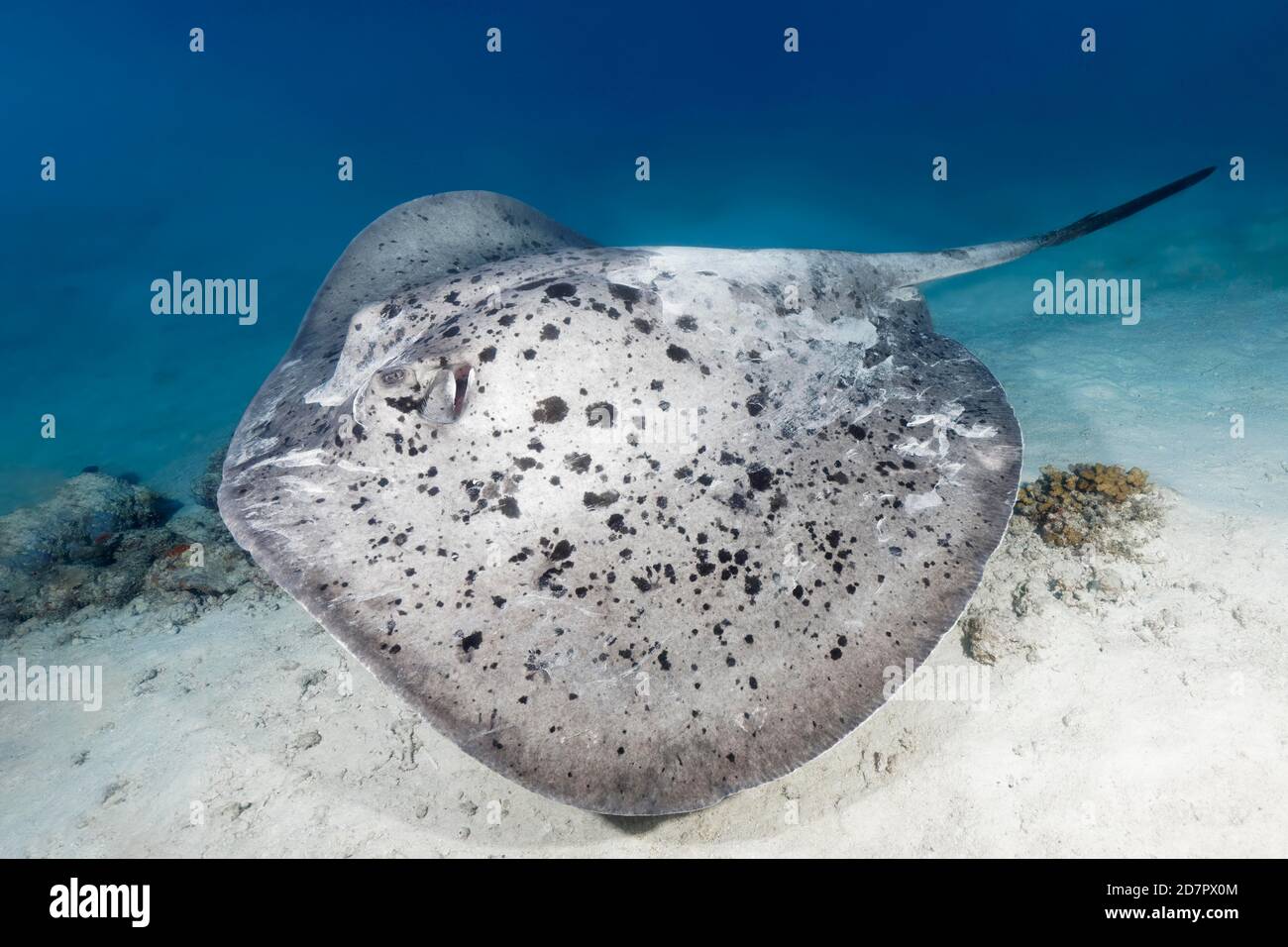 Stingray macchiato nero (Taeniura meyeni) nuotare su fondo di sabbia, Mare delle Andamane, Parco Nazionale di Mu Ko Similan, Isole Similan, Provincia di Phang Nga Foto Stock