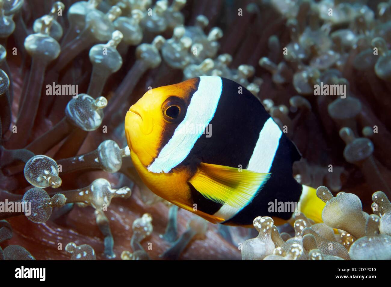 Anemonefish di Clark (Amphiprion clarkii) nell'anemone ospite, Anemone di Bubble-punta (Entacmaea quadricolore) Mare delle Andamane, Parco Nazionale di Mu Ko Similan Foto Stock