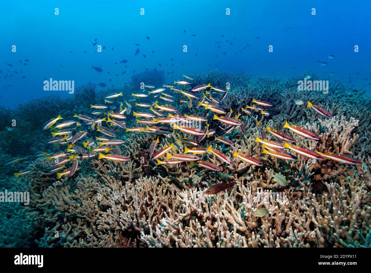 Snapper a due punti (Lutjanus biguttatus), Mare delle Andamane, Parco Nazionale di Mu Ko Similan, Isole Similan, Provincia di Phang Nga, Thailandia Foto Stock