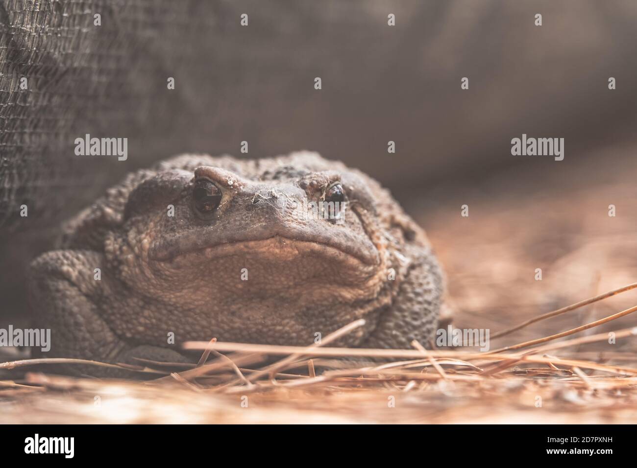 Closeup di una rana comune a foglia grande (Rana temporaria) in estate luce del sole Foto Stock