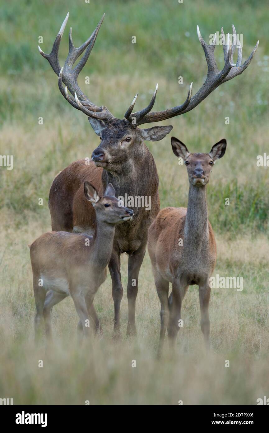 Alto-animale, metà e stag del cervo rosso (Cervus elaphus) in Rut, Klamptenborg, Copenaghen, Danimarca Foto Stock