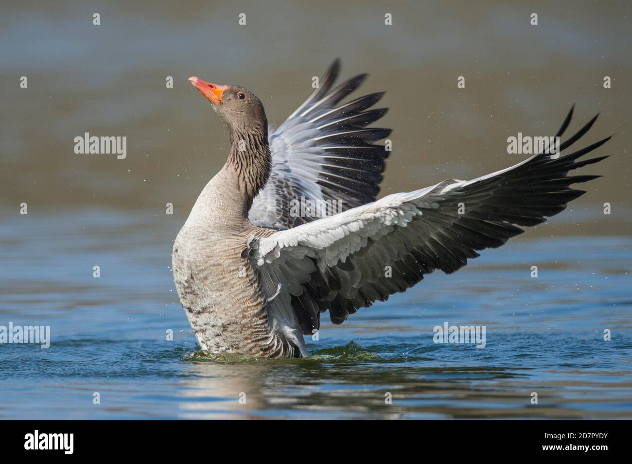 L'oca greylag ( anser anser) batte le sue ali, nuotando su un lago, Hannover, bassa Sassonia, Germania Foto Stock