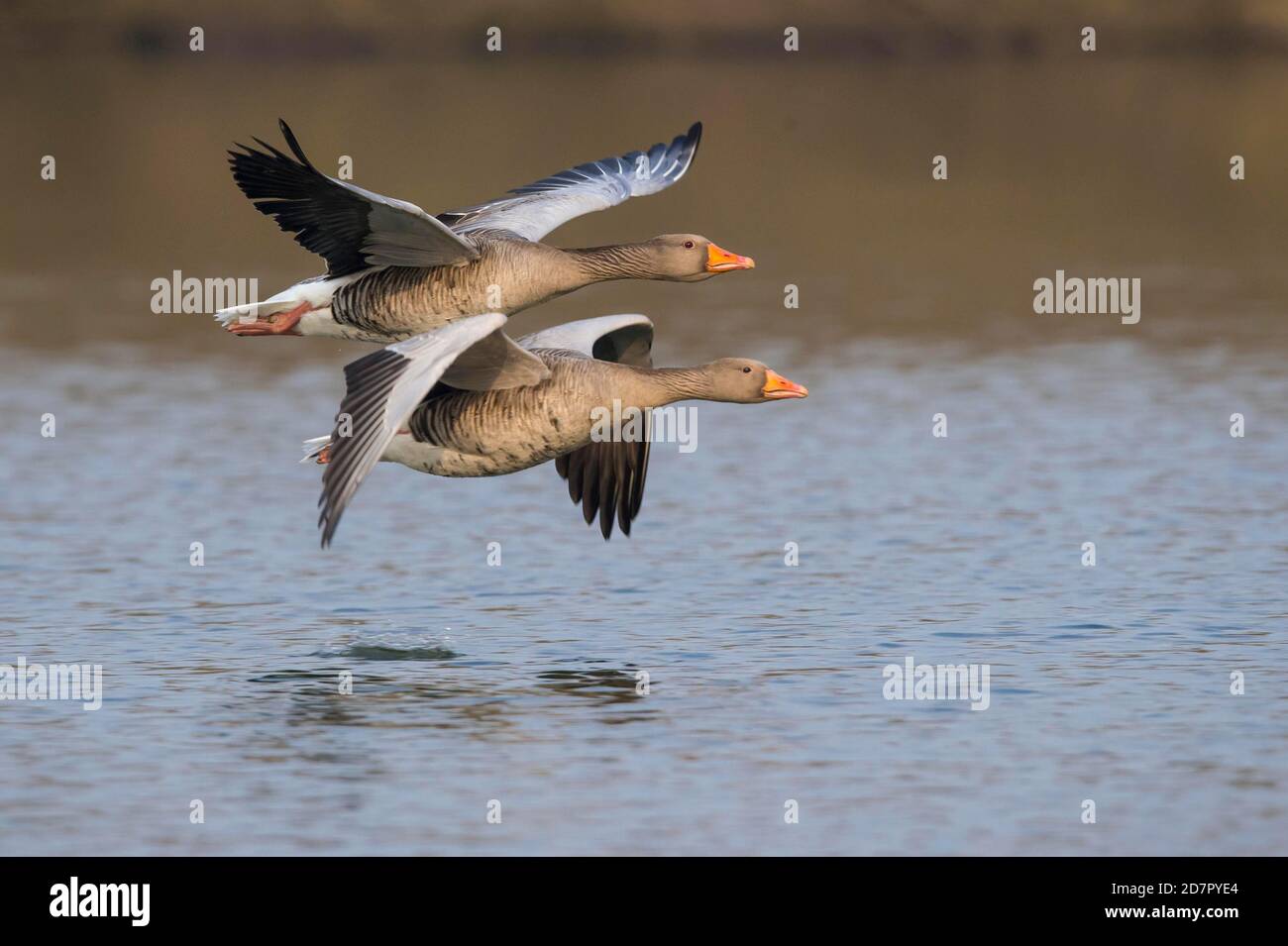 Due oche Greylag (anser anser) che volano su un lago, Hannover, bassa Sassonia, Germania Foto Stock