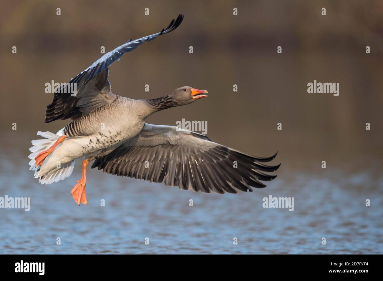 Greylag Goose ( anser anser) che sorvola un lago, atterrando, Hannover, bassa Sassonia, Germania Foto Stock