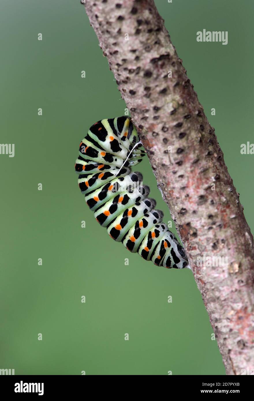 Caterpillar, Swallowtabutterfly (Papilio machaon) si è attaccato ad un ramo con un filo di seta ragnatela per l'alunno, in Svizzera Foto Stock