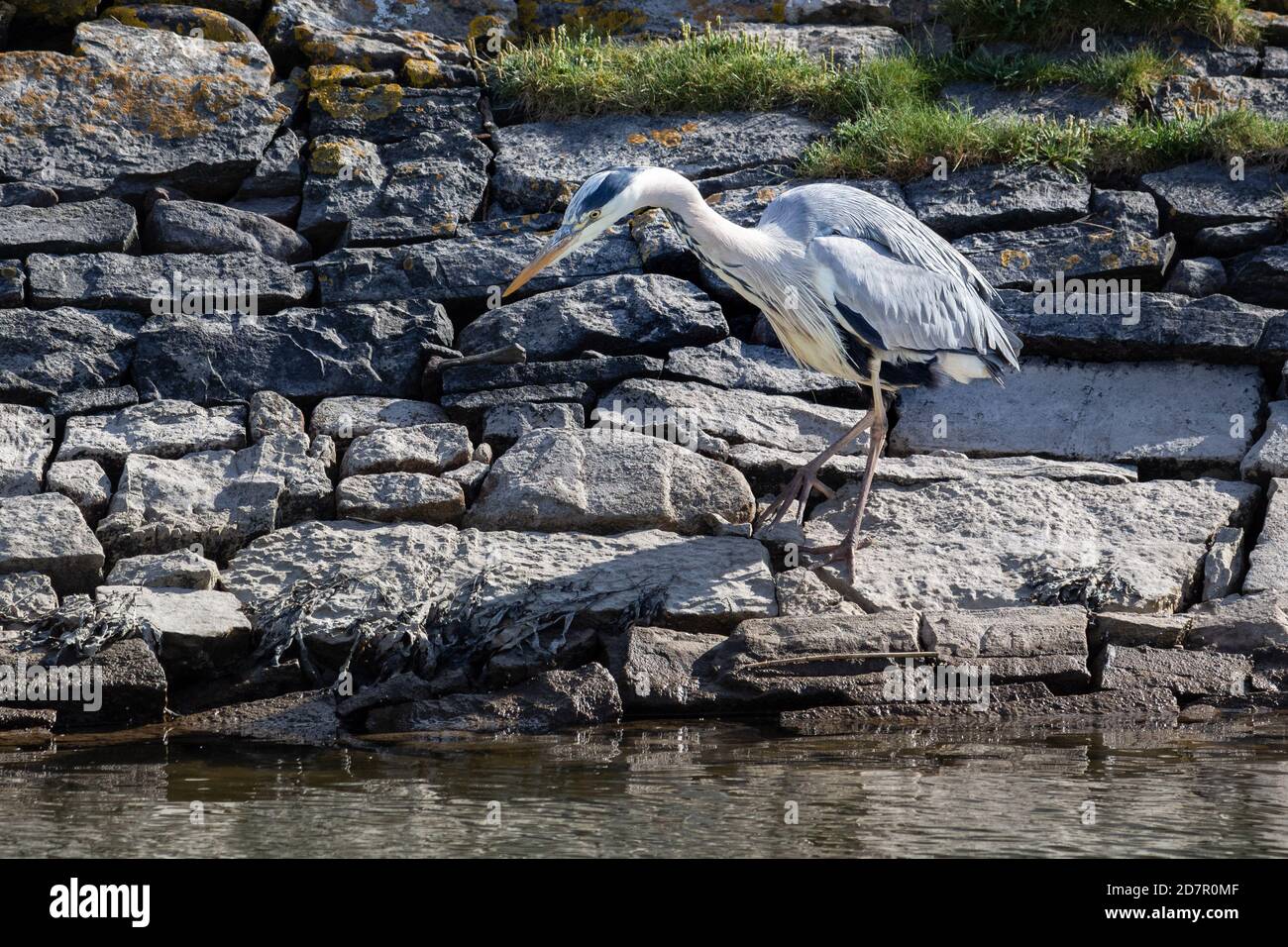 Gray Heron in piedi sul bordo di Canal Water Caccia per il pesce Foto Stock
