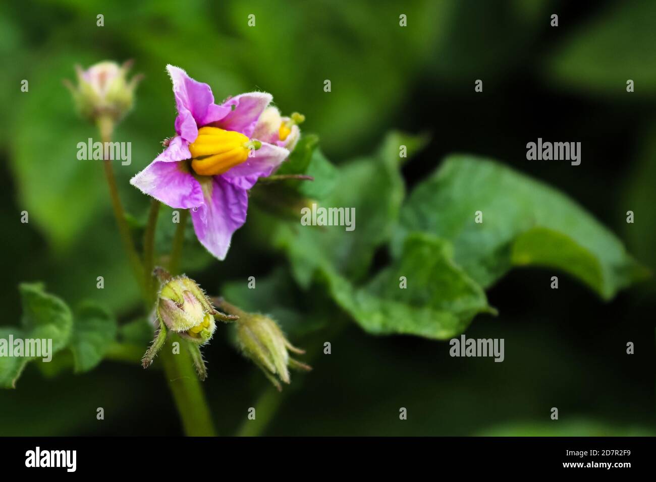 Macro di un fiore di patata viola con fuoco sfocato Foto Stock
