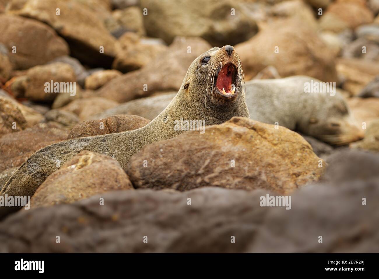 Nuova Zelanda pelliccia sigillo - Arctocephalus forsteri - kekeno sdraiato sulla spiaggia rocciosa nella baia in Nuova Zelanda. Foto Stock