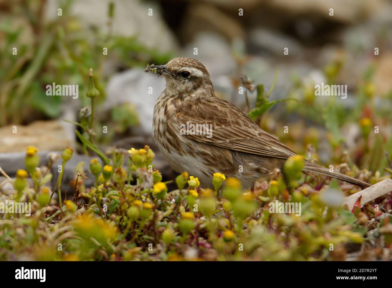 Australasian pipelit - Anthus novaeseelandiae piccolo uccello passerino di paese aperto in Australia, Nuova Zelanda e Nuova Guinea. Appartiene al gasdotti gen Foto Stock