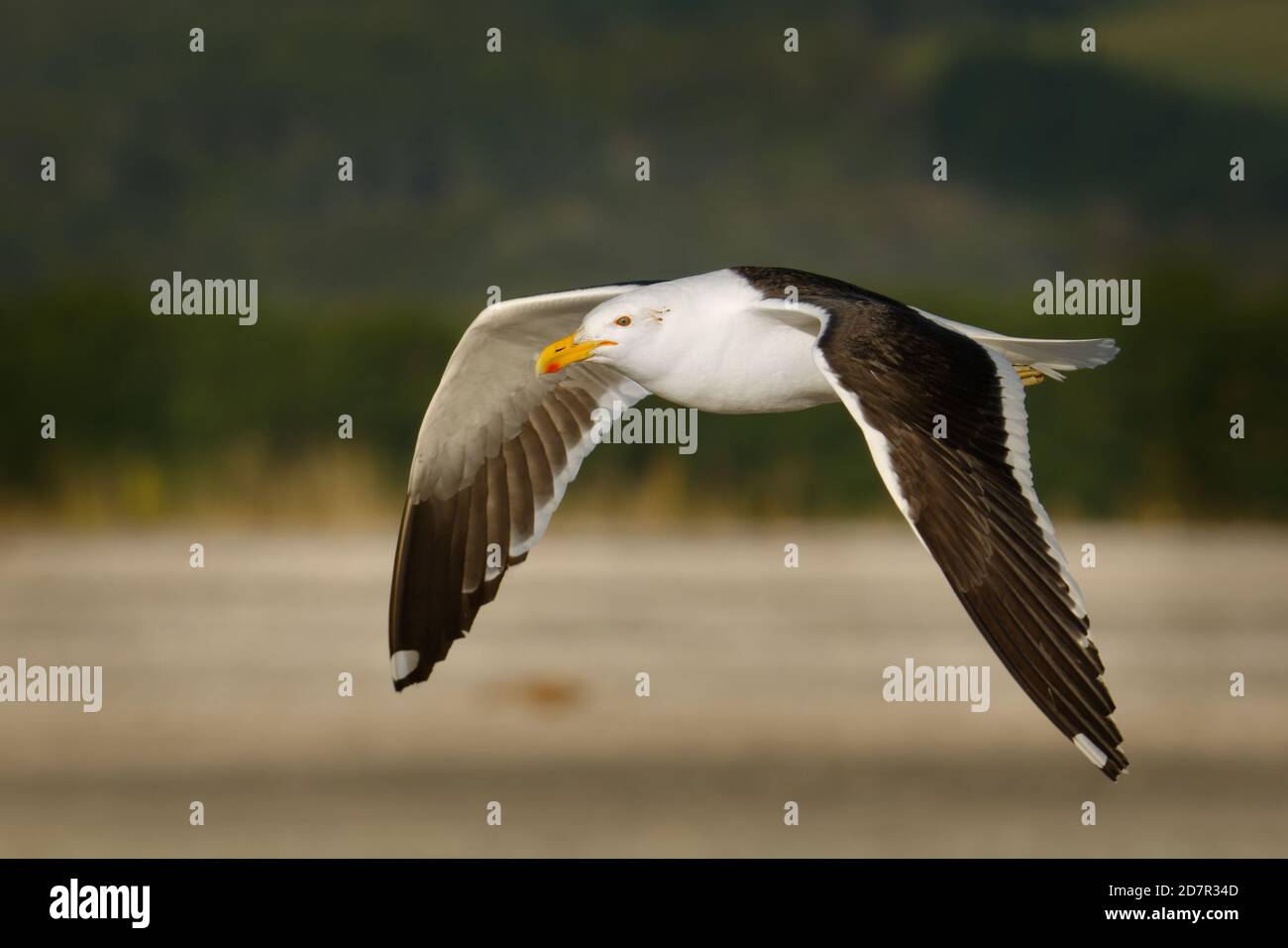 Gabbiano sud nero-backed - Larus dominicanus - karoro in maori, conosciuto anche come Kelp Gull o dominicano o Capo Gull, razze su coste e isole Thro Foto Stock