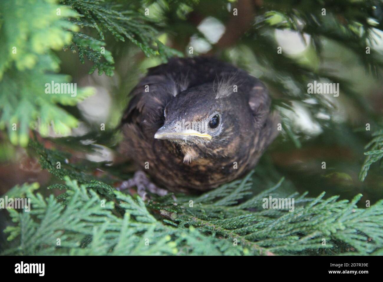 Frusta nera orientale-povera-volontà sull'albero dell'abete Foto Stock