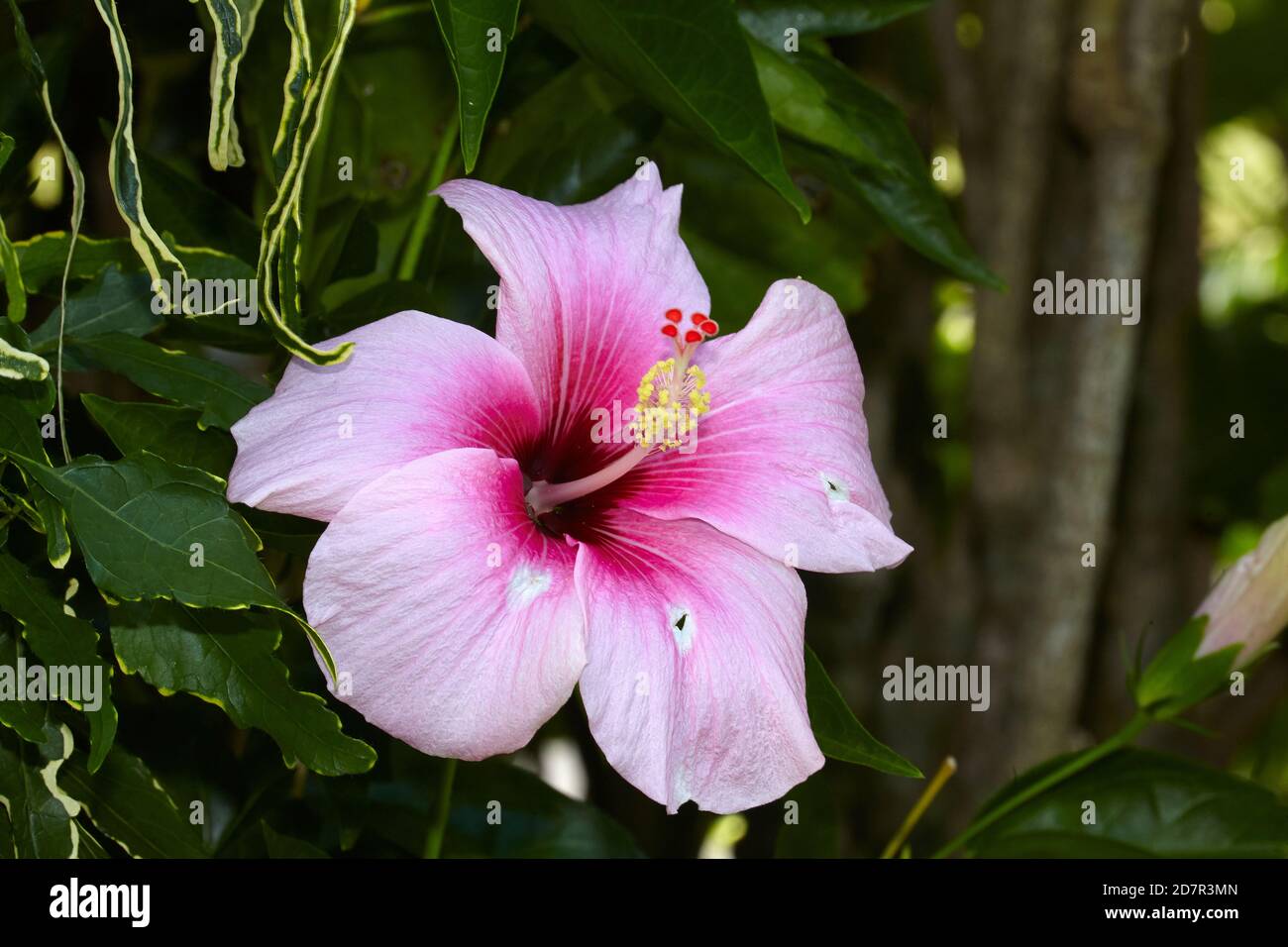Hibiscus flower, Rarotonga, Isole Cook, Sud Pacifico Foto Stock
