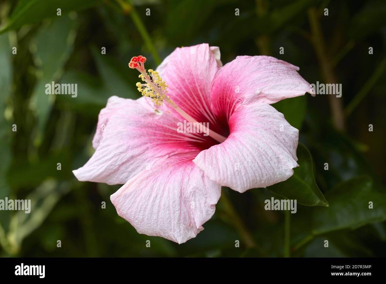 Hibiscus flower, Rarotonga, Isole Cook, Sud Pacifico Foto Stock