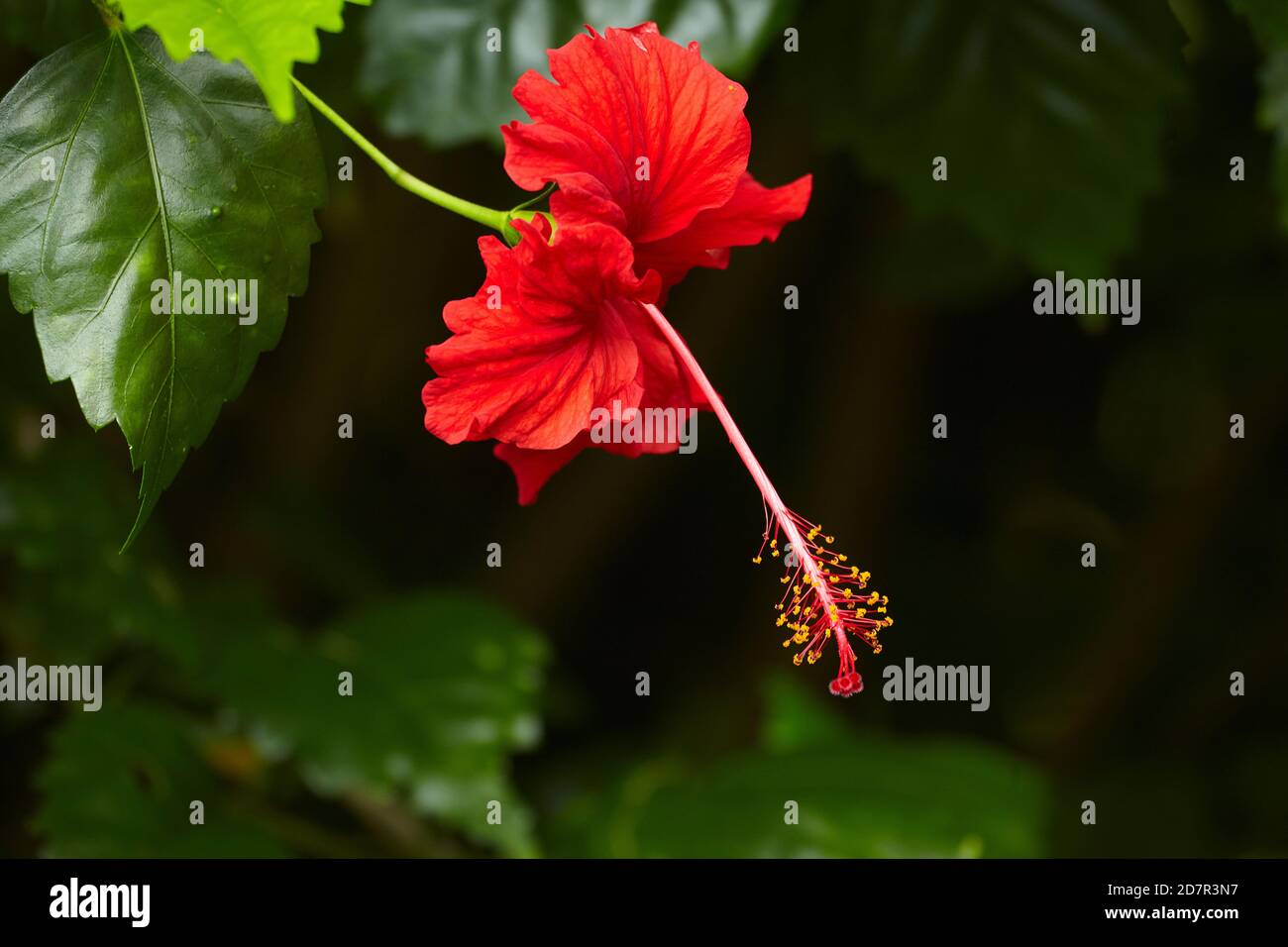 Hibiscus rosso (Hibiscus rosa-sinensis), Rarotonga, Isole Cook, Sud Pacifico Foto Stock