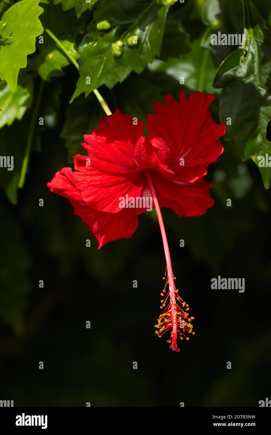 Hibiscus rosso (Hibiscus rosa-sinensis), Rarotonga, Isole Cook, Sud Pacifico Foto Stock
