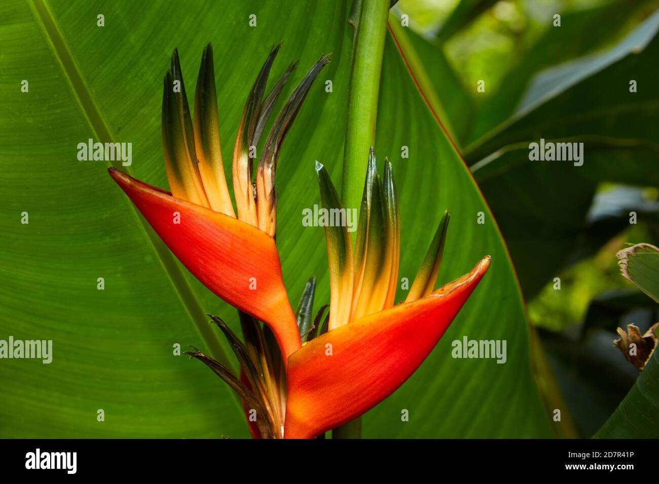 Fiore di pappagallo (Heliconia sp.) Giardini botanici Maire Nui, Titakaveka, Rarotonga, Isole Cook, Sud Pacifico Foto Stock