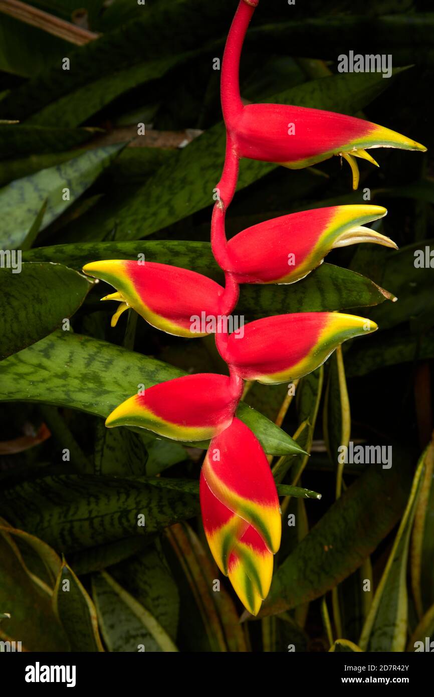 Hanging Heliconia (Heliconia rostrata), Maire Nui Gardens, Titakaveka, Rarotonga, Isole Cook, Sud Pacifico Foto Stock