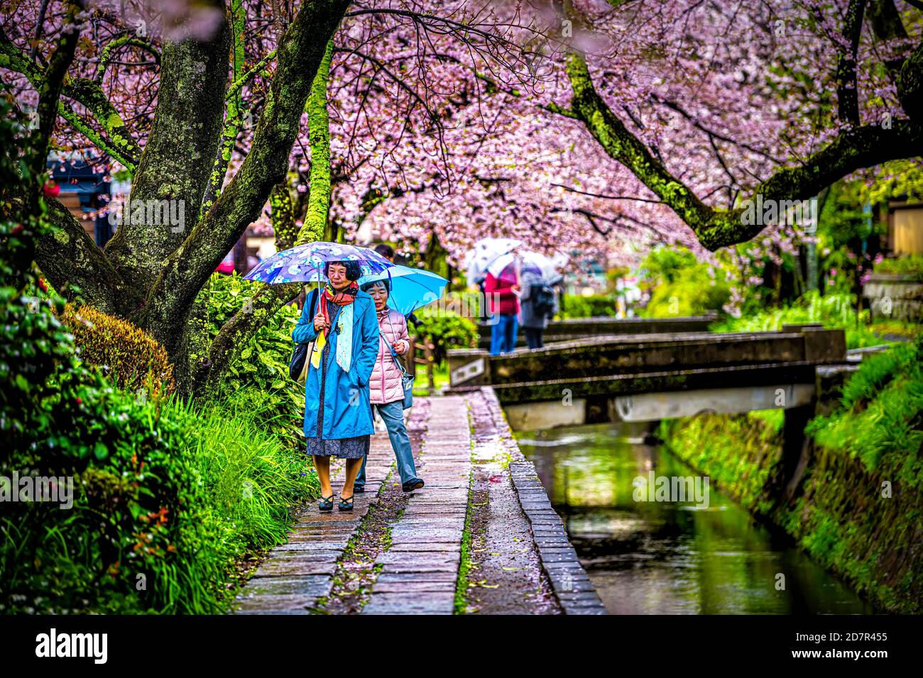 Kyoto, Giappone - 10 aprile 2019: Fiori di ciliegio sakura in primavera e persone che camminano nel famoso parco giardino a piedi Philosopher's Walk by River bridge wit Foto Stock