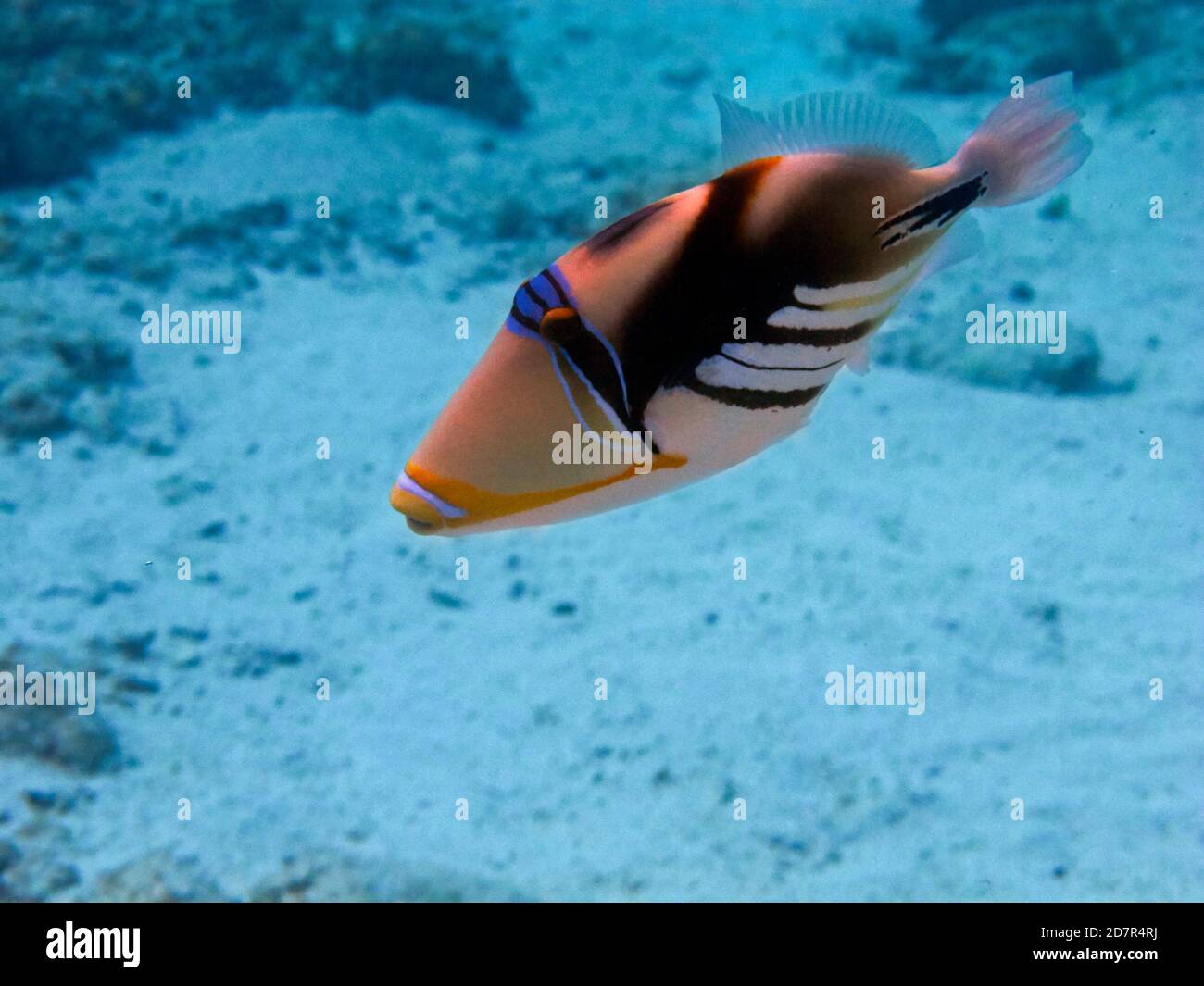 Picasso Triggerfish (Rhinecanthus aculeatus), Rarotonga, Isole Cook, Sud Pacifico Foto Stock