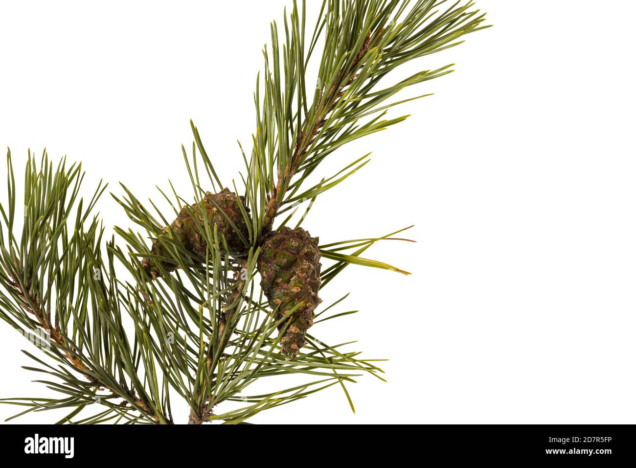 Primo piano vista del ramo verde dei pini con cono marrone isolato su sfondo bianco. Concetto di natura. Concetto di Natale. Foto Stock
