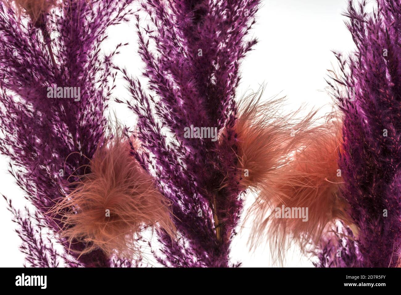 Vista di rametti decorativi di colore viola secco. Splendidi sfondi viola. Foto Stock