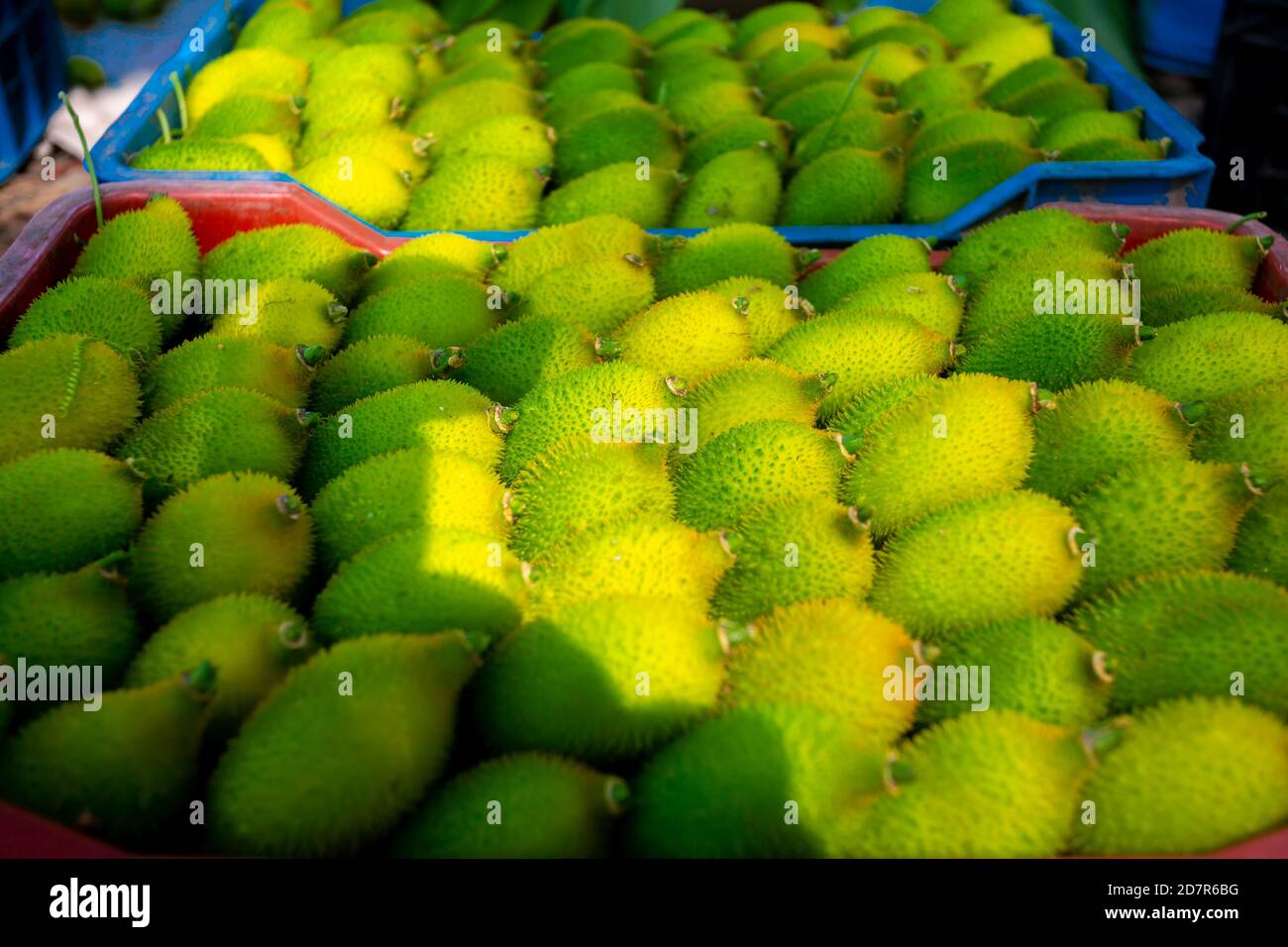 Verdure di zucca fresche e verdi, pronte per la vendita sul mercato. Foto Stock