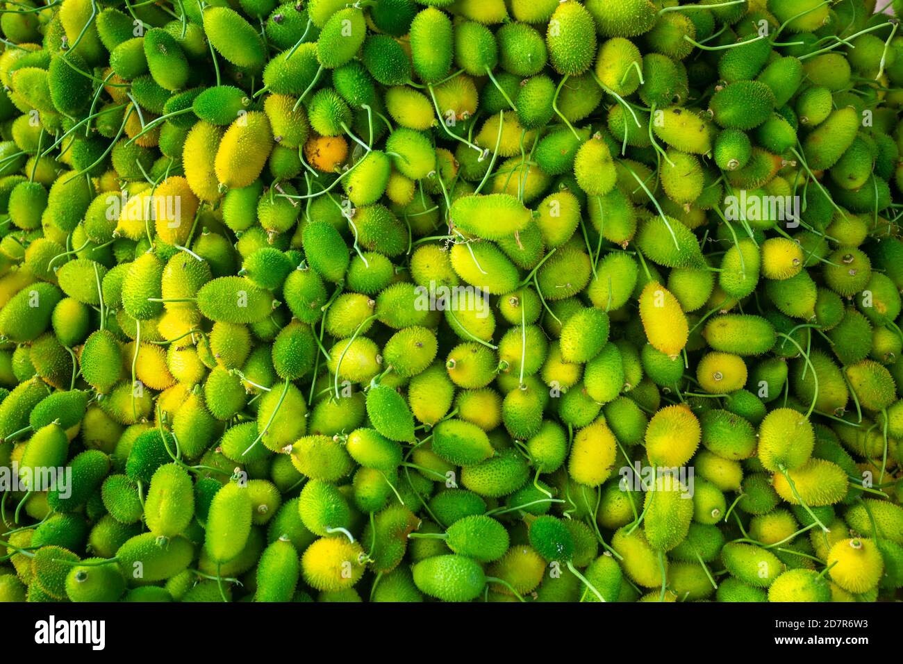 Verdure di zucca fresche e verdi, pronte per la vendita sul mercato. Foto Stock