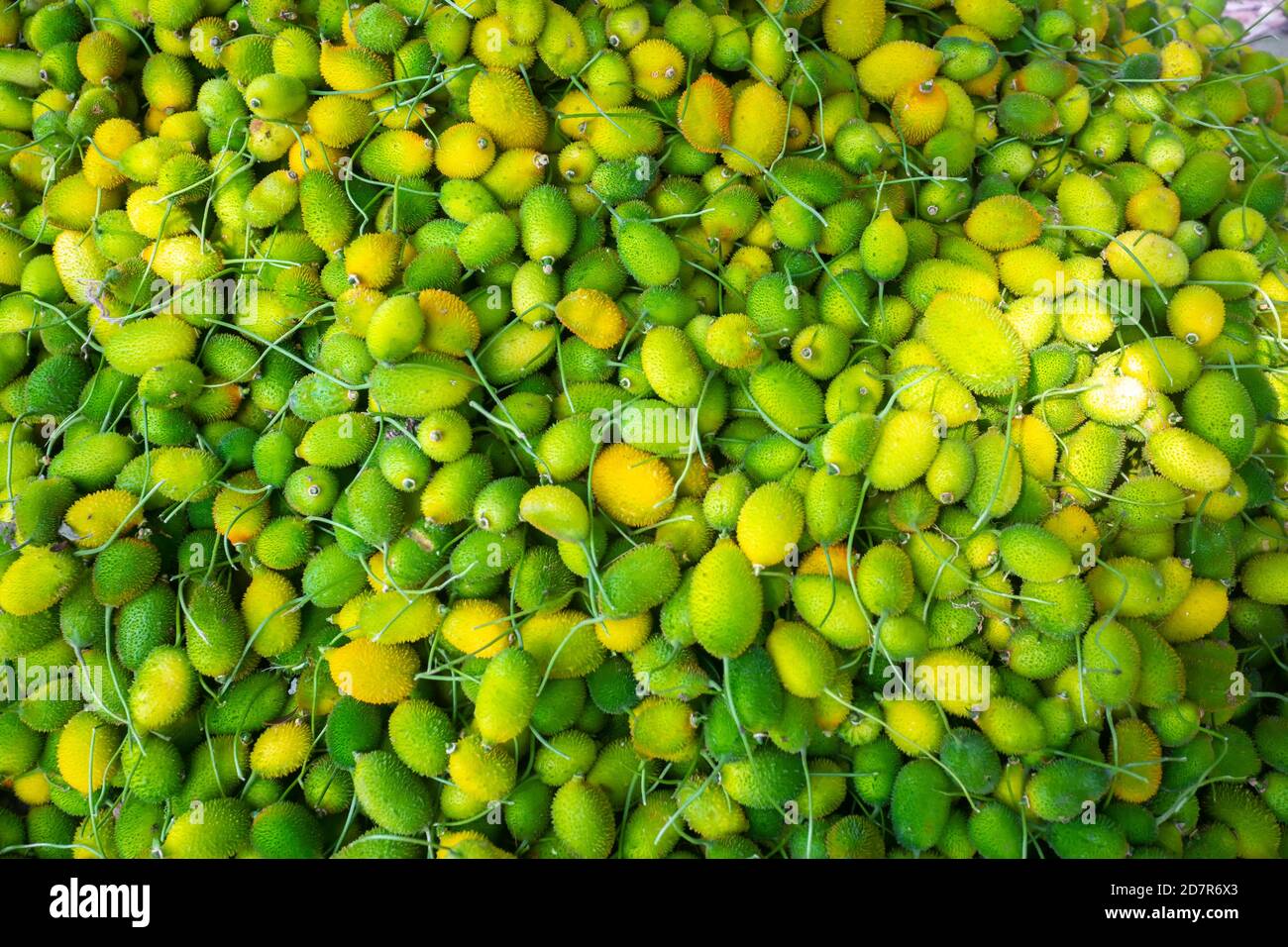 Verdure di zucca fresche e verdi, pronte per la vendita sul mercato. Foto Stock