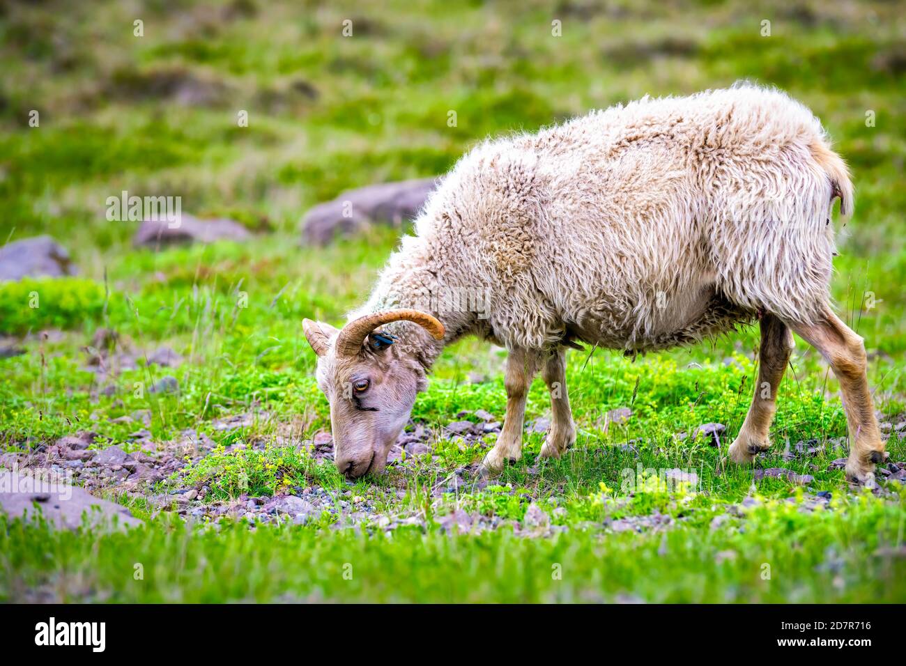Una pecora islandese bianca di agnello adulto che pascolano l'erba verde Pascolo in campo di fattoria in Islanda estate con corna lato visualizza Foto Stock