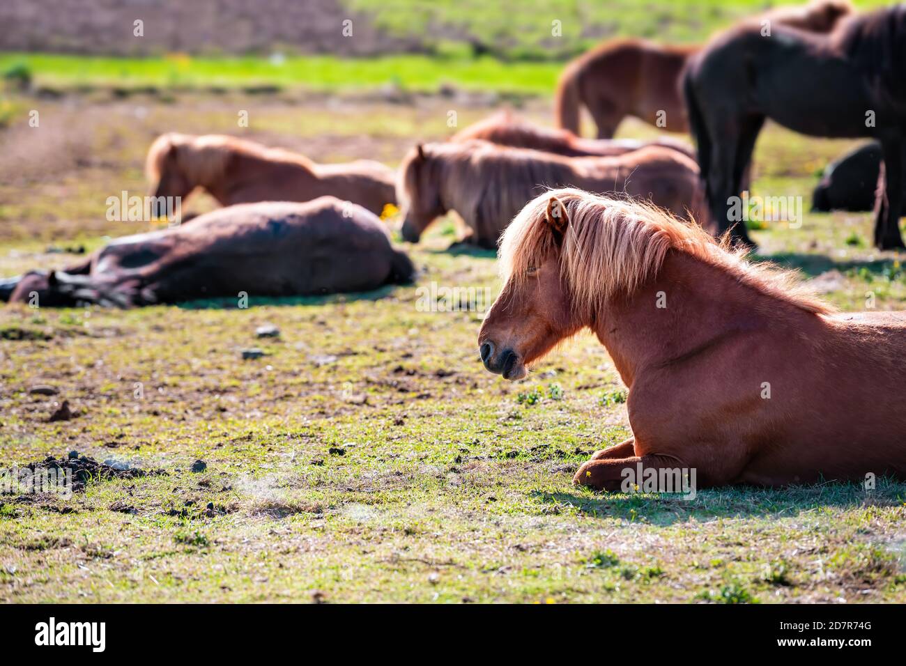 Cavalli islandesi sdraiati in stabile paddock in Islanda mattina Campagna rurale valle fattoria a nord da Akureyri montagna prato pascoli di campo wit Foto Stock