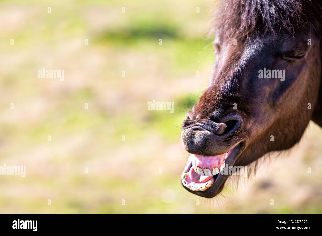 Divertente cavallo islandese in un paddock all'aperto stabile nel nord dell'Islanda campagna fattoria rurale facendo faccia umorosa con spazio di copia Foto Stock