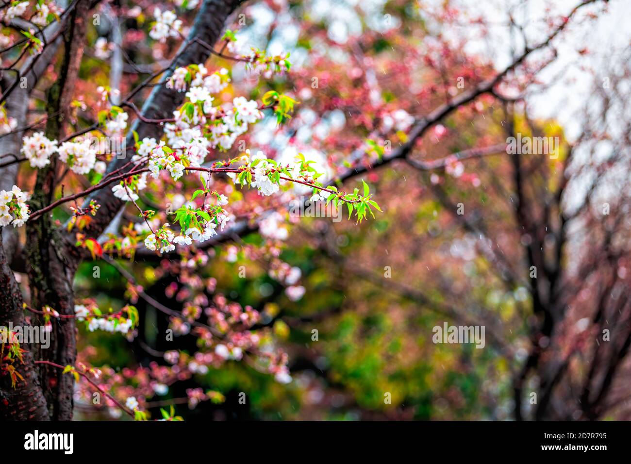 Kyoto in primavera in Giappone con petali di fiori di ciliegio sakura fiori su albero e bokeh sfondo sfocato e bagnato petali durante la pioggia Foto Stock