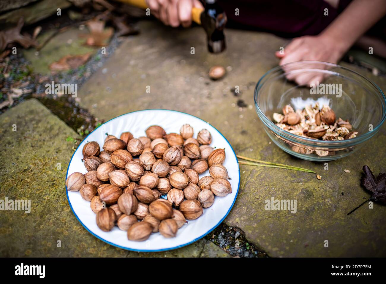 Vista di pila di cracked noci di pecan crudo ingrediente di pila forato in autunno su piatto in conchiglie e mani che distruggono rottura della conchiglie con un martello per utensili manuali Foto Stock