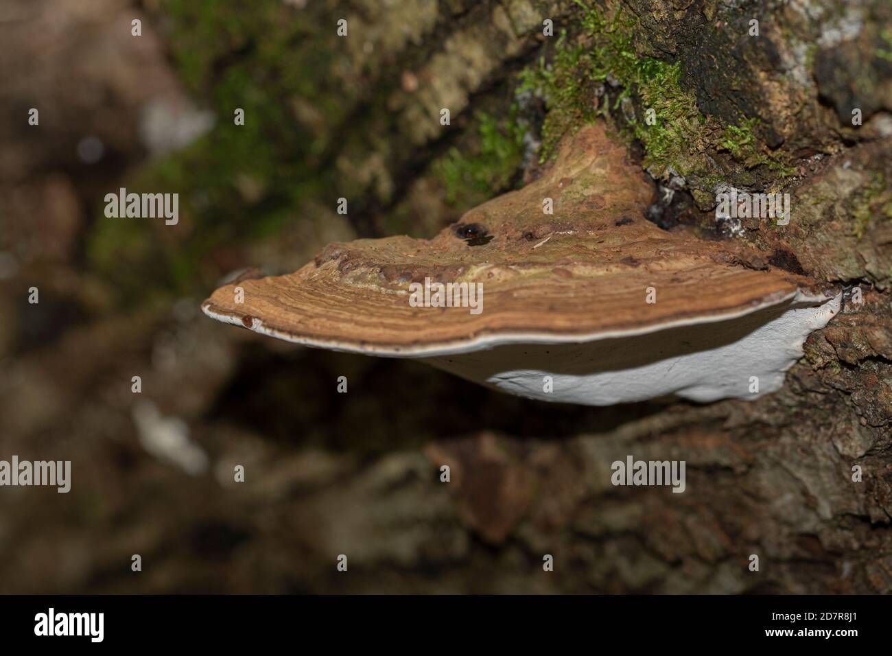 Un grande fungo marrone di Ganoderma applanatum o conk di artista su legno. Foto Stock