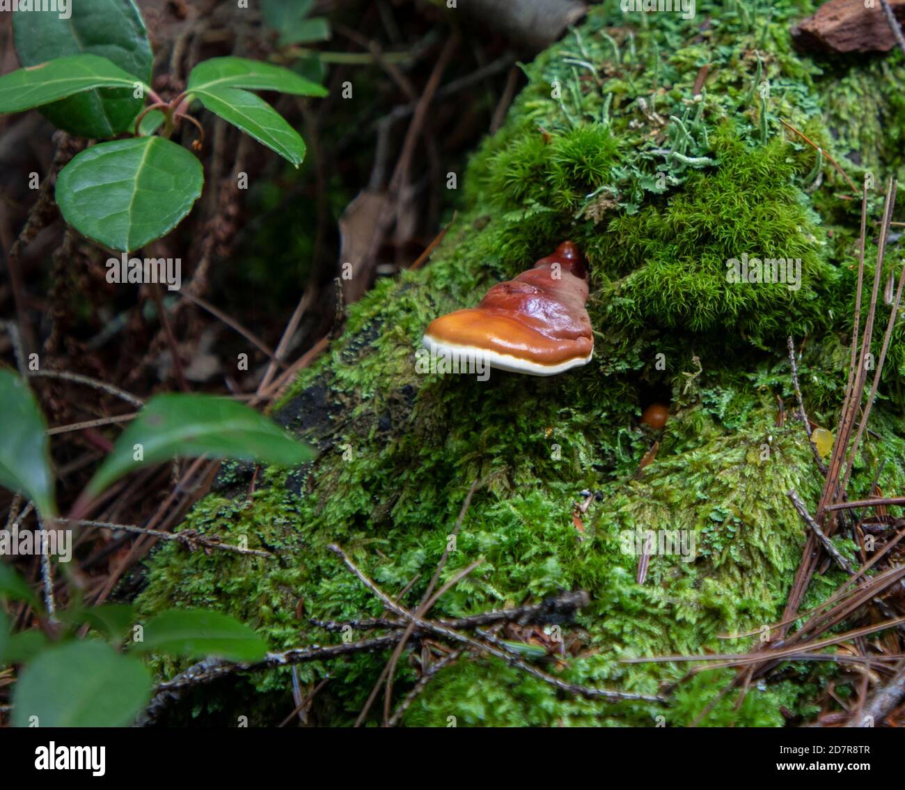 Funghi a mensola in Polyporo laccato (Ganoderma Tsuga) su legno di hemlock mossy. Foto Stock