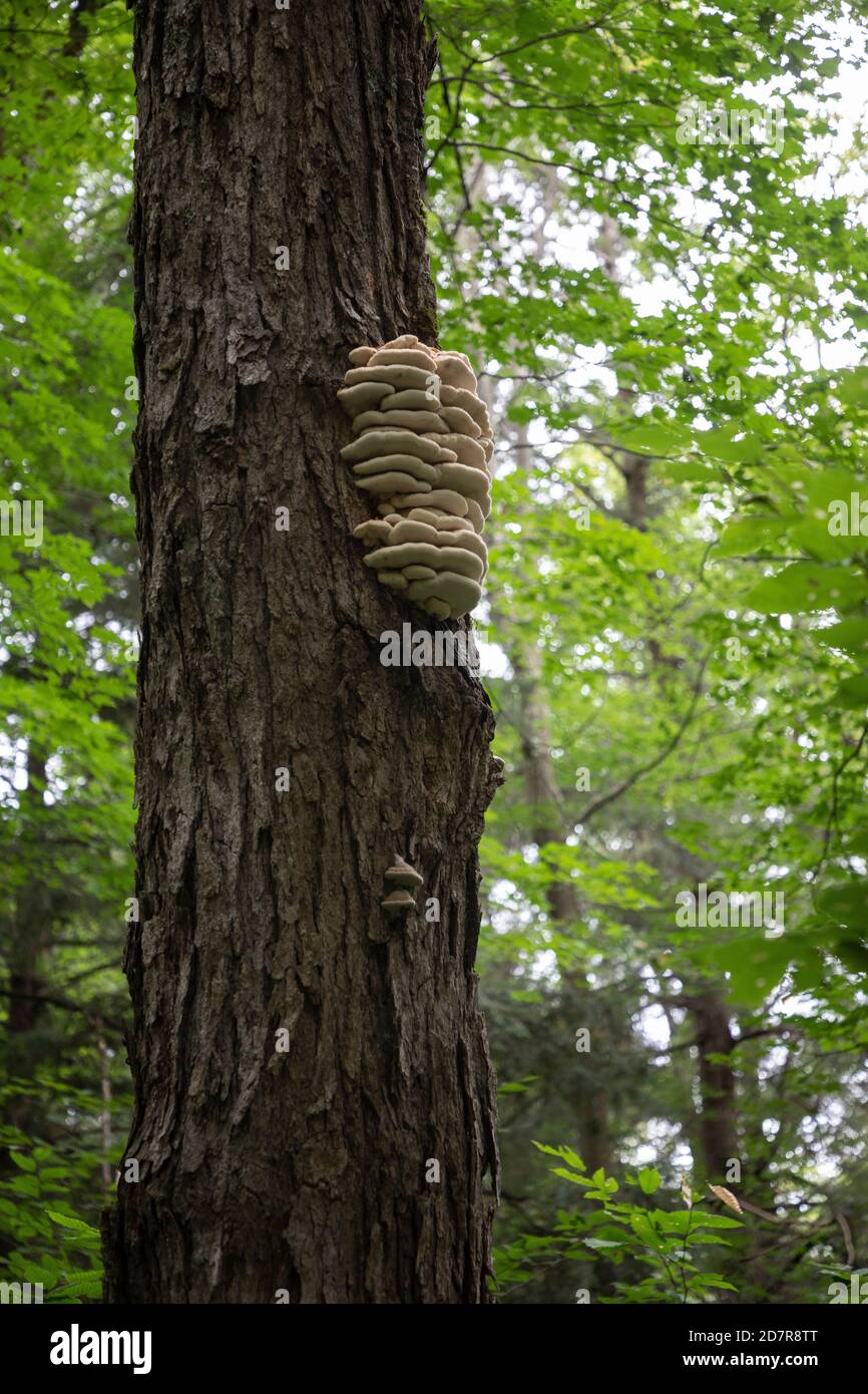 Bel fungo cremoso bianco da mensola del dente del Nord (Climacadon septatriale) su un albero Foto Stock
