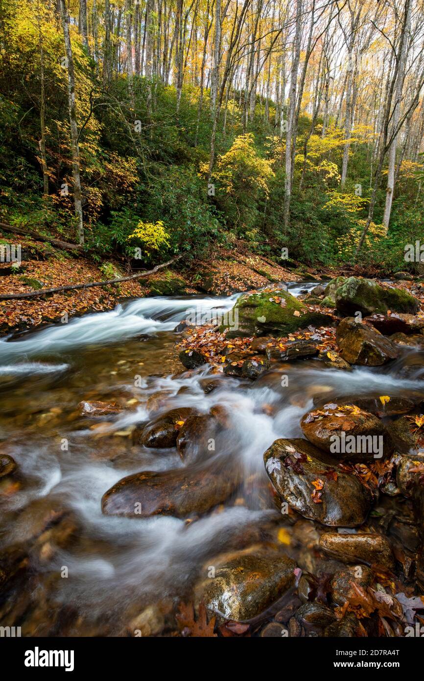 Courthouse Creek - Pisgah National Forest - vicino a Balsam Grove, Carolina del Nord, Stati Uniti Foto Stock