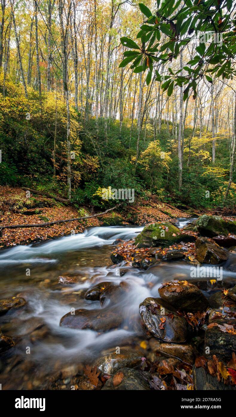 Courthouse Creek - Pisgah National Forest - vicino a Balsam Grove, Carolina del Nord, Stati Uniti Foto Stock