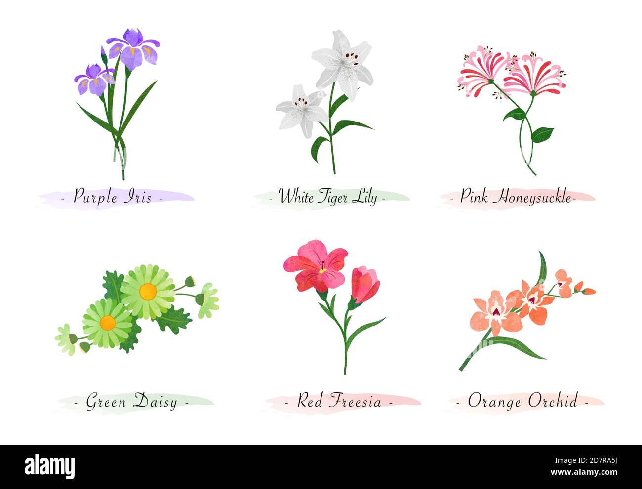 Acquerello botanico giardino natura pianta fiore iris tigre nido nido nido nido nido d'ape orchidea fresia rossa daisy Illustrazione Vettoriale