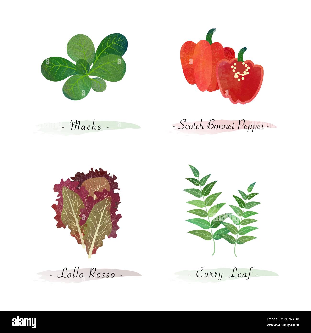 Acquerello natura sana pianta organica vegetale ingrediente alimentare mache scotch cofano pepe lolo rosso curry foglia Illustrazione Vettoriale