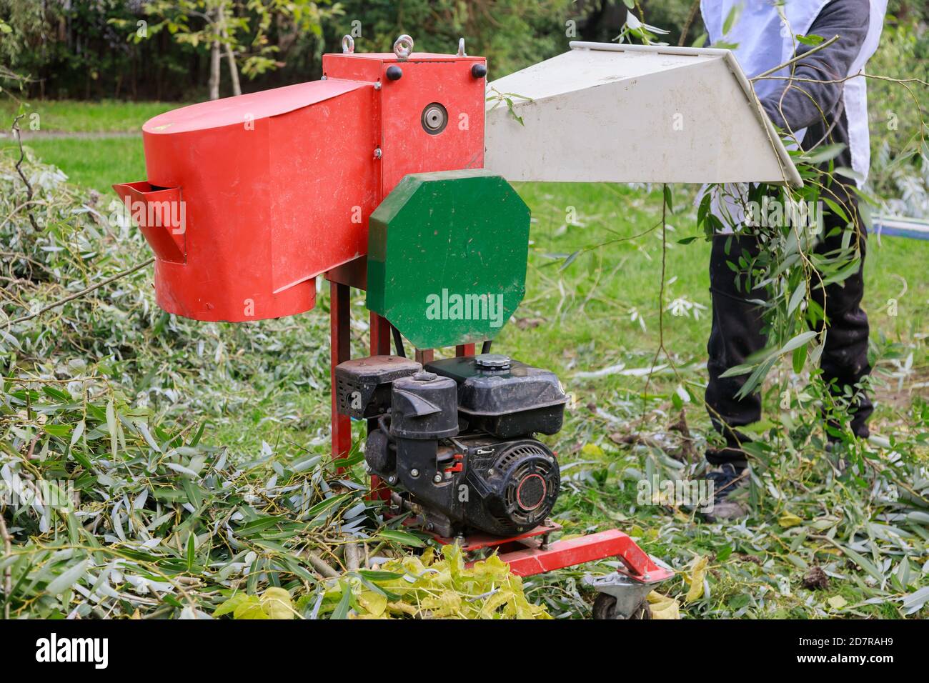 Albero nel per scheggiare la crescita verde su un rami tagliare la rimozione dell'albero alla macchina di rettifica Foto Stock