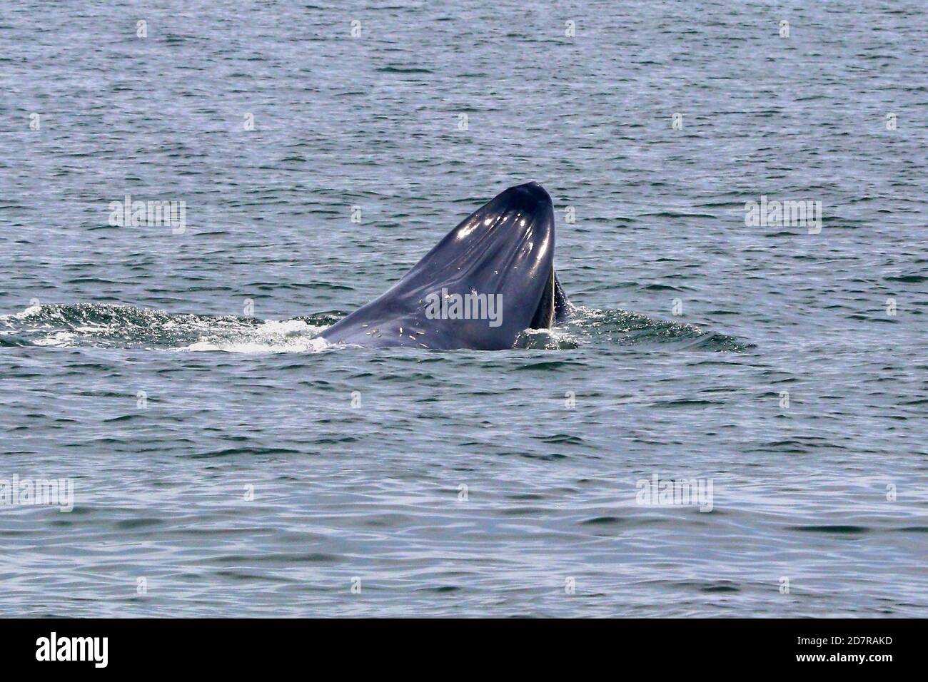 Balena di Bryde o balena di Eden nel golfo della Thailandia Foto Stock