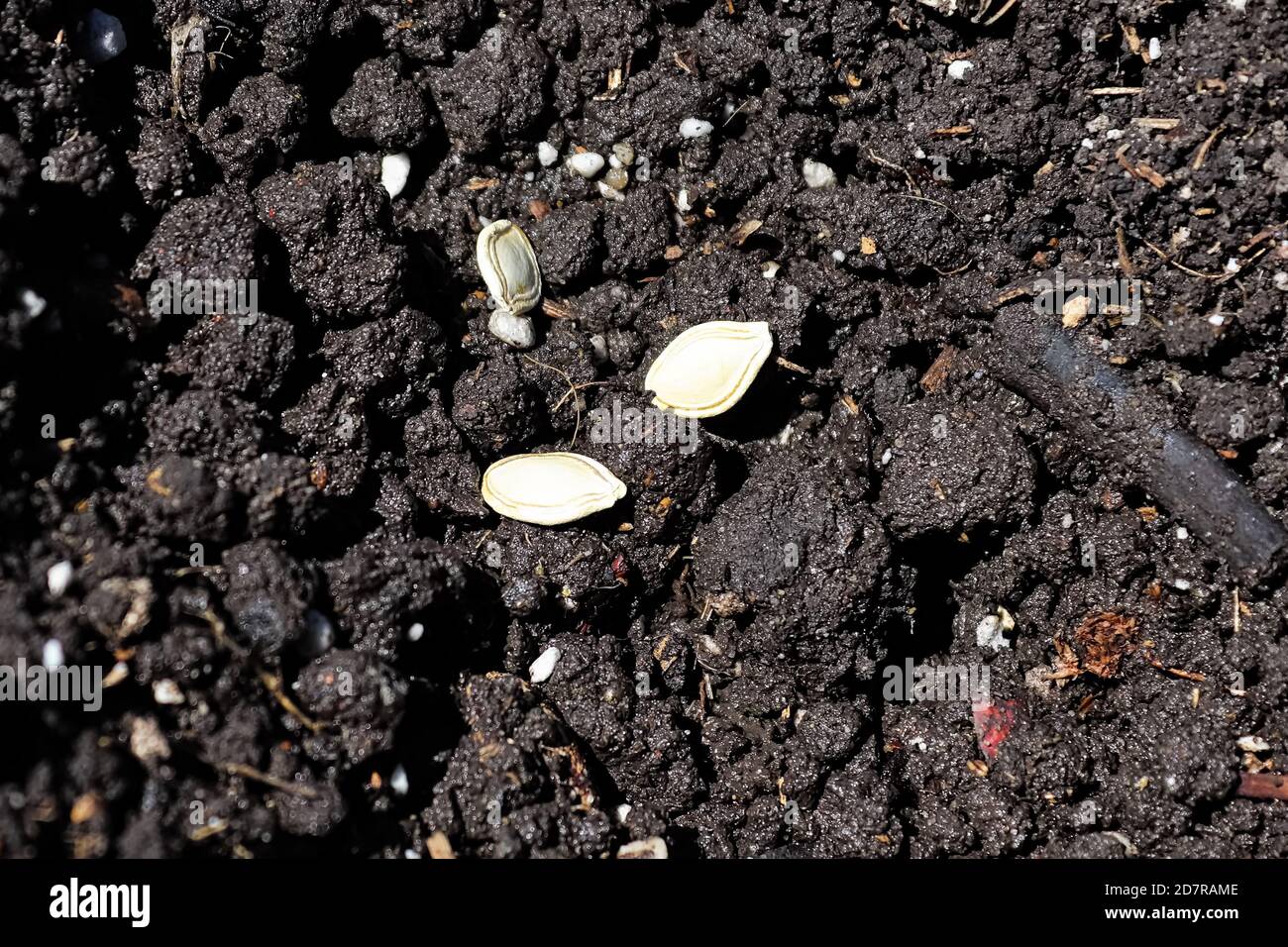 Semi di zucchine vari su terreno bagnato che è piantato Foto Stock