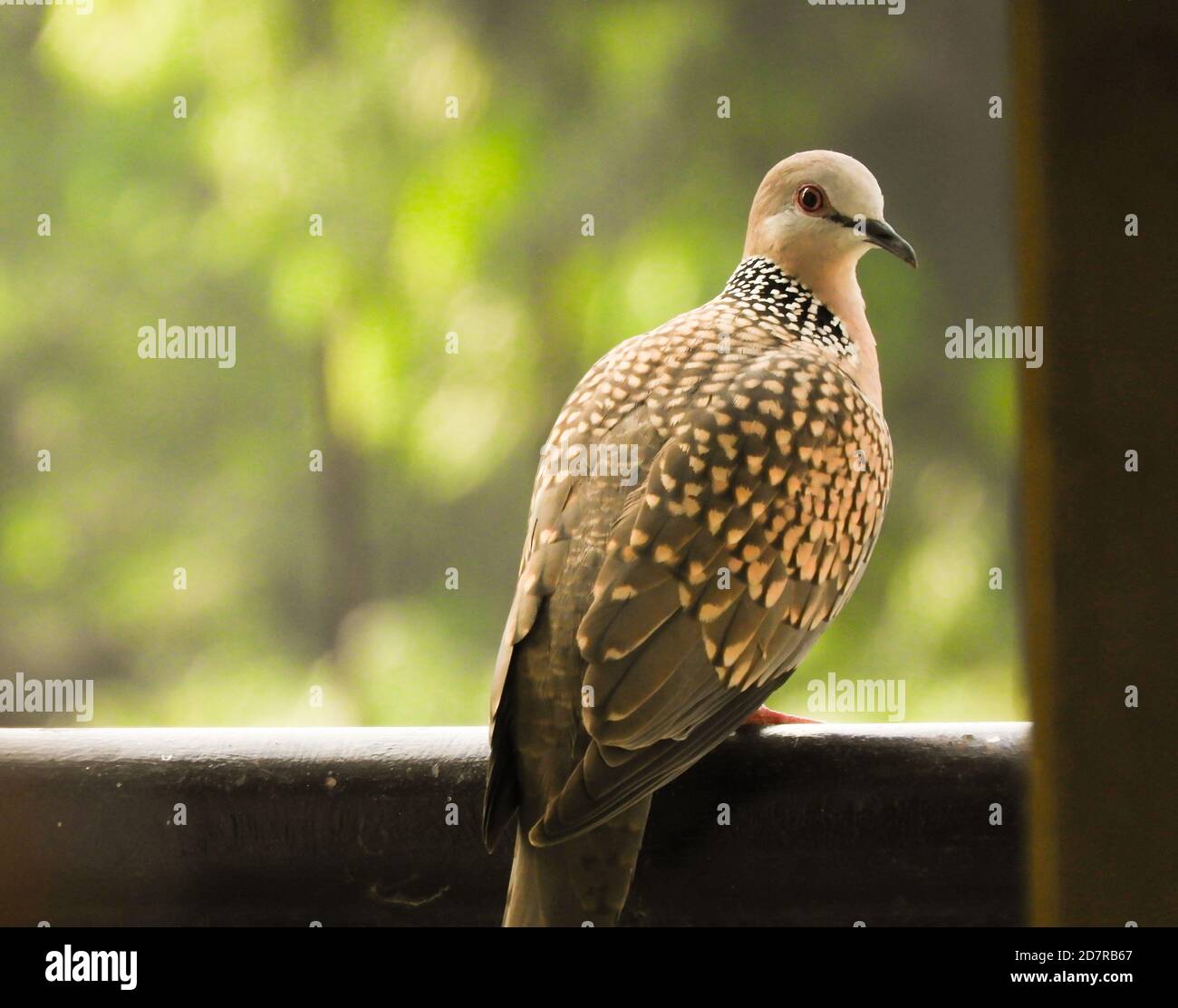 Accogliere un piccione Foto Stock