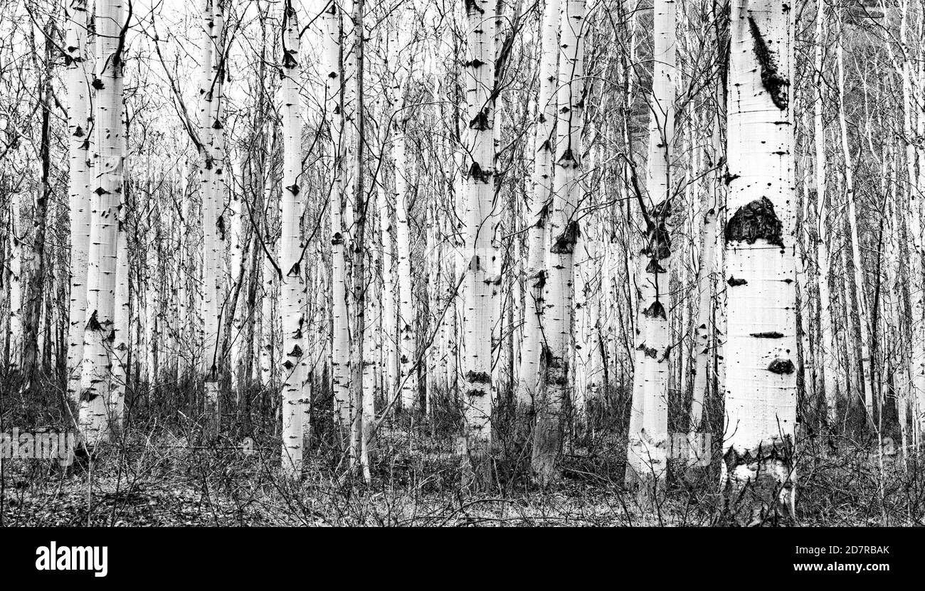 Poplars nella regione di Stikine della Columbia Britannica nord-occidentale. Fitta foresta boreale lungo la Telegraph Creek Road nello Stikine Canyon. Foto Stock