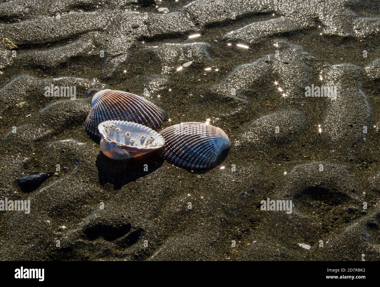 Tre gusci di vongole sulla spiaggia a bassa marea, increspature da onde recedenti. Dettagli su conchiglie, contrasto e texture. Foto Stock