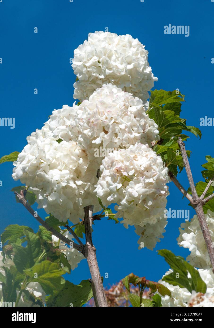Guelder rosa (Snowball tree o Viburnum Opulus) fiorire a Melbourne, Australia Foto Stock