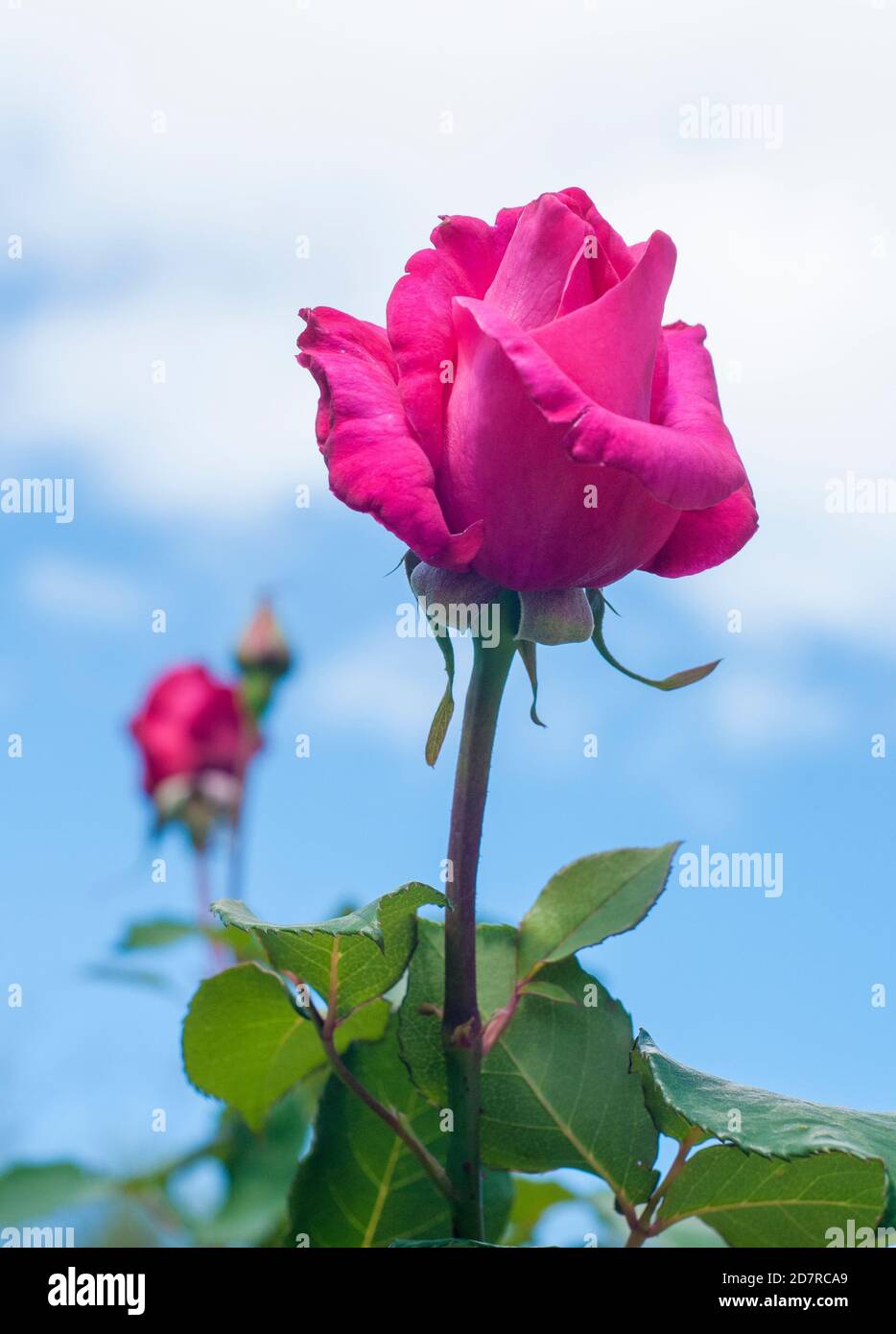 Tè ibrido rosa in fiore, Melbourne, Australia, primavera 2020 Foto Stock
