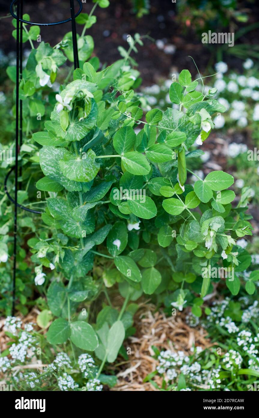 Pianta di piselli da neve (Pisum sativum var. Saccharatum) fiorente a Melbourne, Australia, primavera 2020 Foto Stock